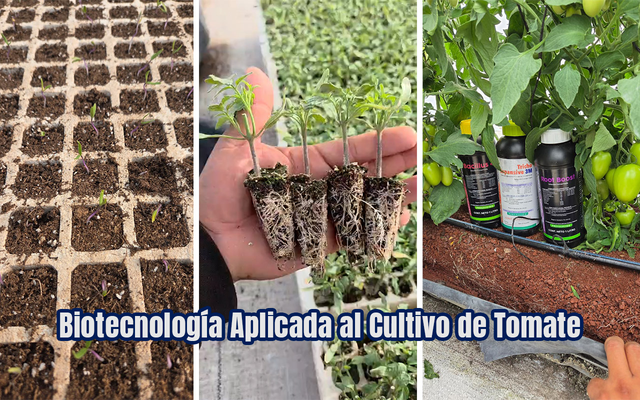 Biotecnología Aplicada al Cultivo de Tomate
