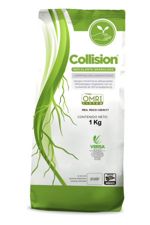 NEW-COLLISION